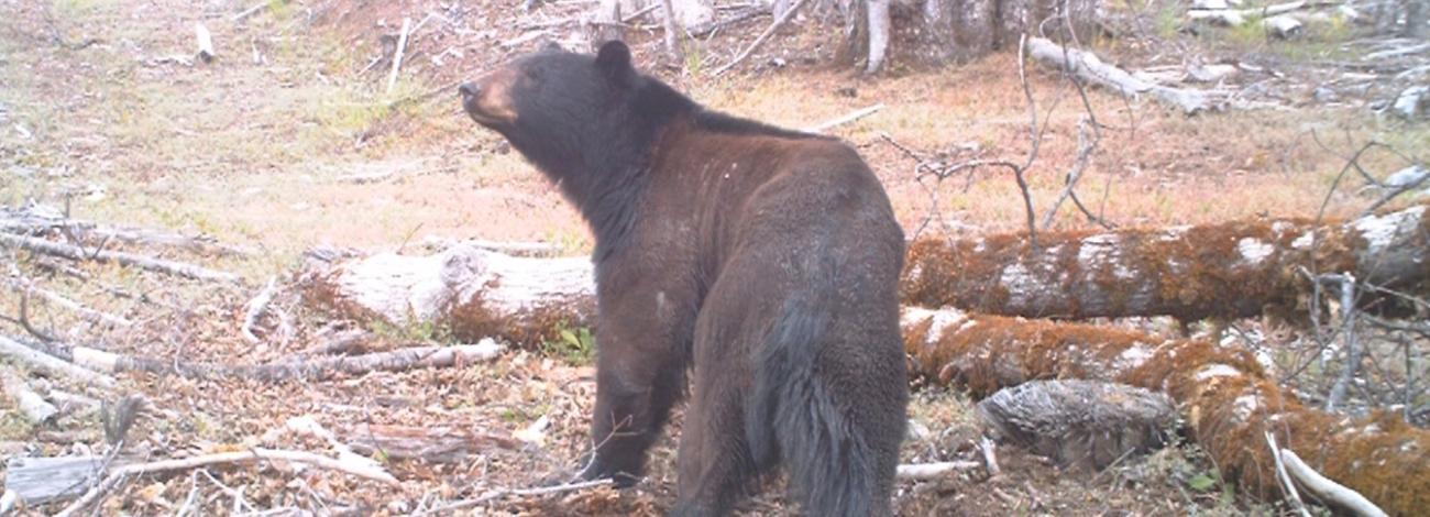 Bear looking updard in a wooded area near a downed tree.