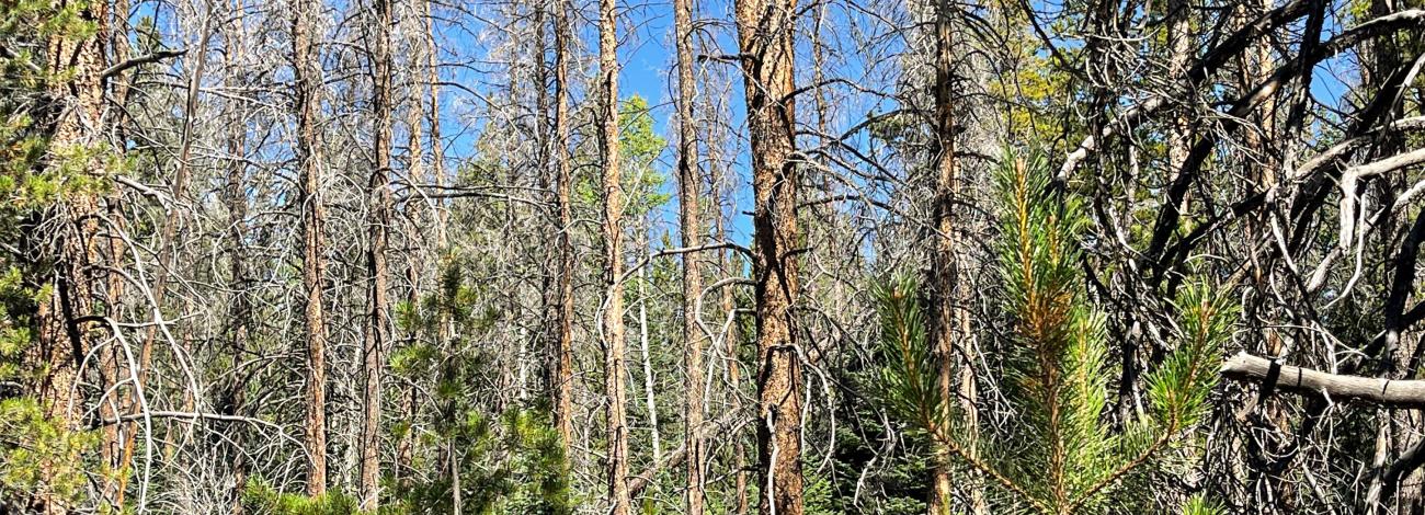 An area of the forest in King Mountain area with overgrowth and downed, dead trees.