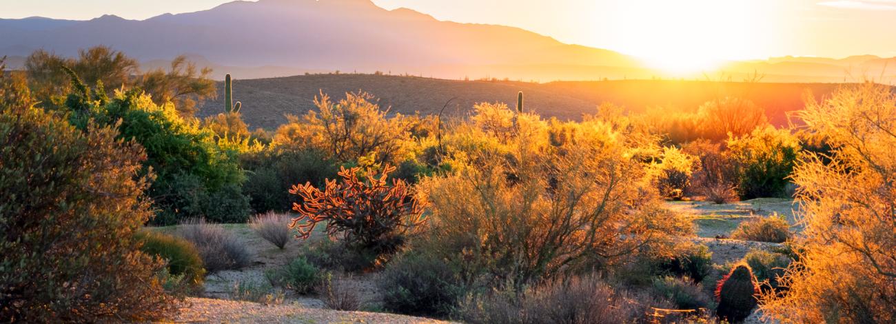 Sunset casting golden light over a desert landscape with cacti and distant mountains under a clear sky.