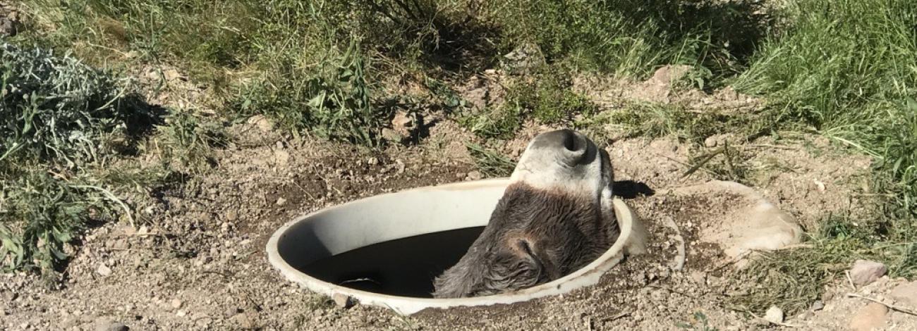 The wild burro's face could be seen peeking out from the septic tank.