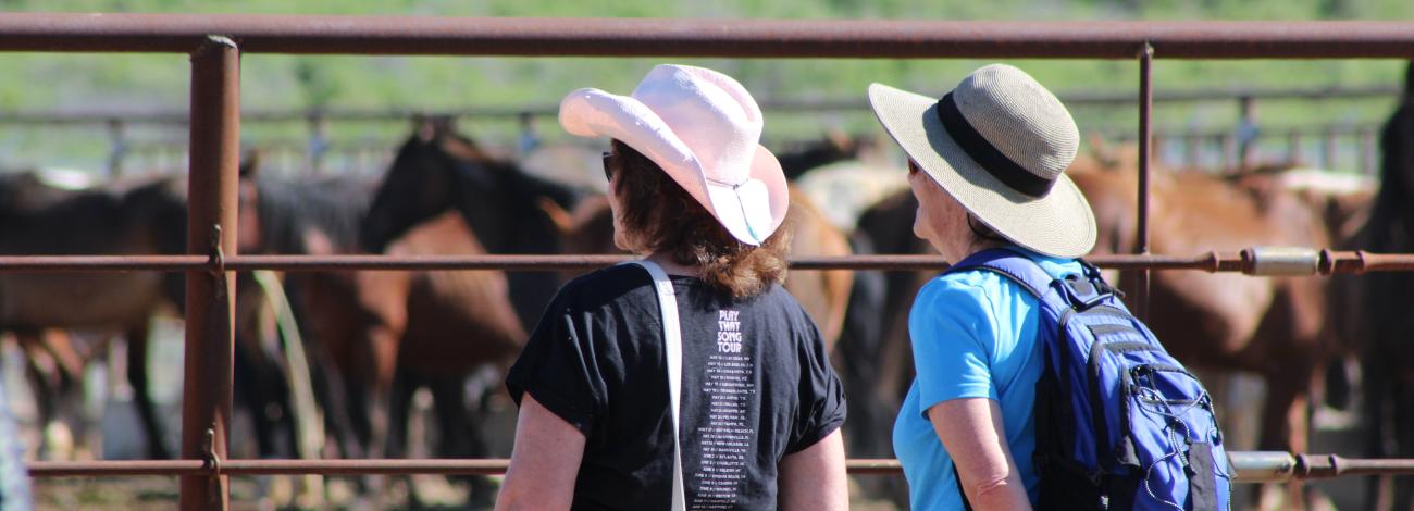 Visitors enjoy looking at the wild horses cared for at the Bruneau Off-Range Wild Horse Corrals