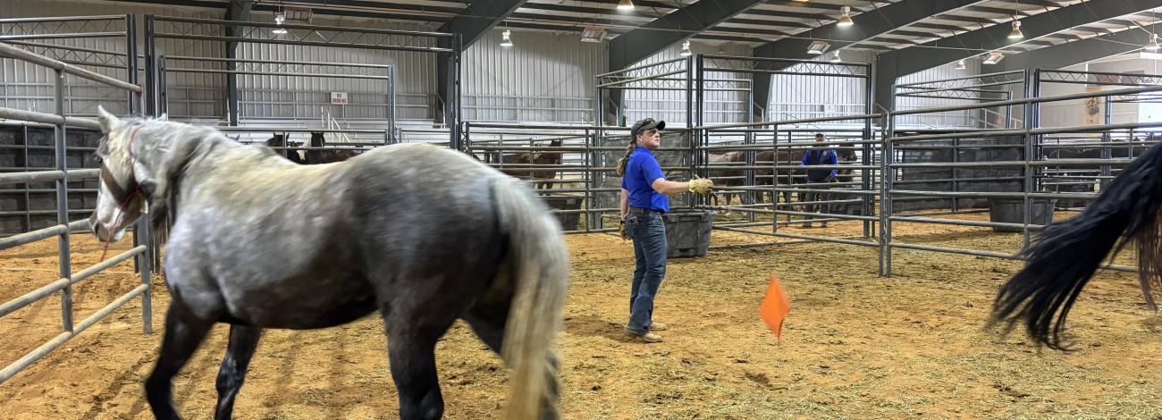 Megan Velasquez, WHB Compliance Specialist moves horses in one of the corrals.