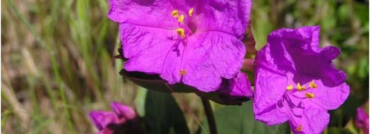 Image of fuscia wildflower