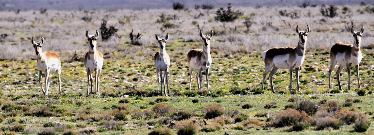 6 pronghorn antelope stand in a row in a high desert landscape, with shrubs in the foreground and low mountains in the background, underneath a clear blue sky.