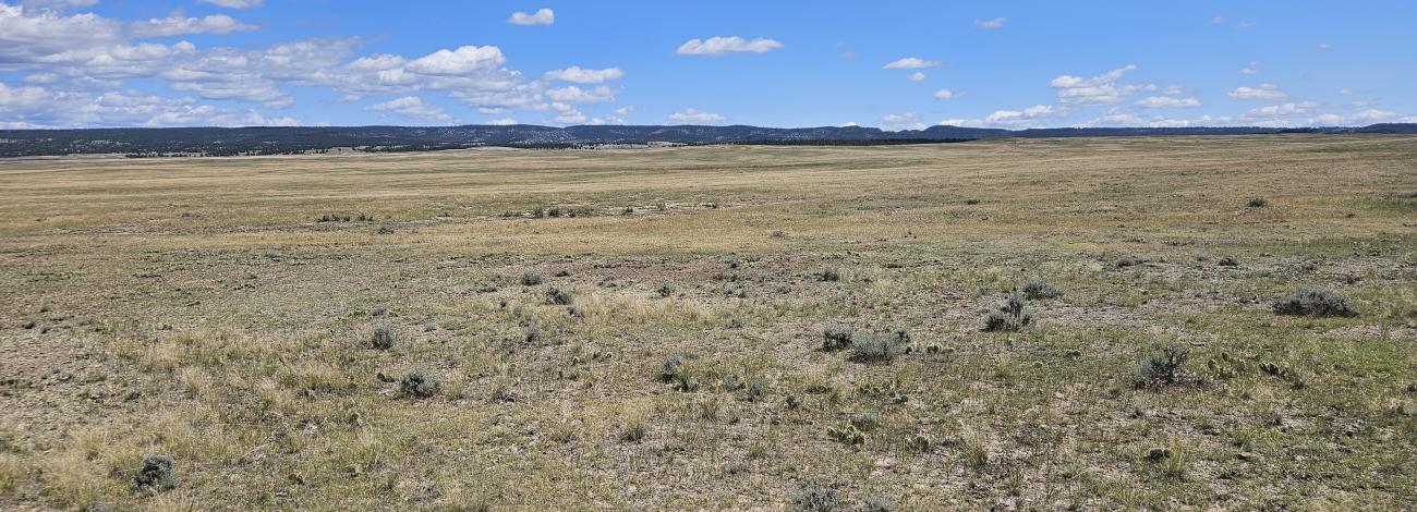 a photo of an open field with distant hills in the background under a blue sky with minimal cloud coverage