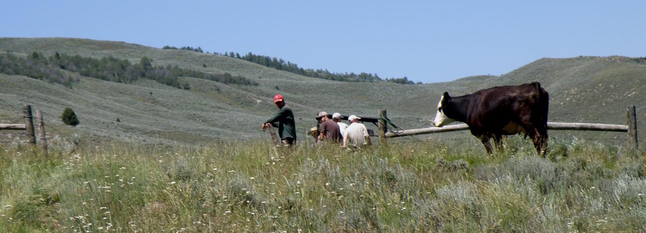 A cow looks at a crew working on a fence in a pasture with mountains in the background.
