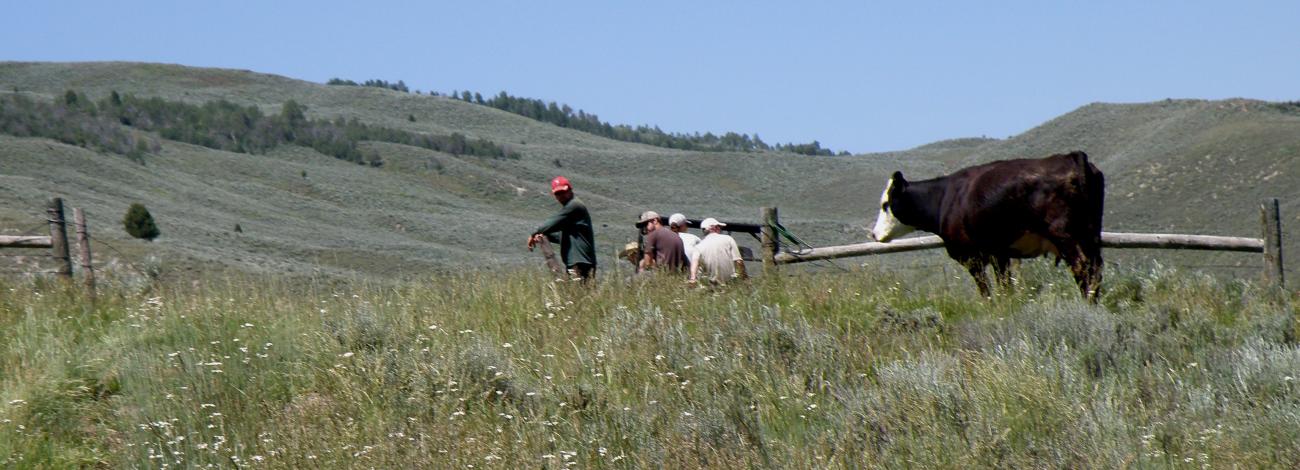 A cow looks at a crew working on a fence in a pasture with mountains in the background.