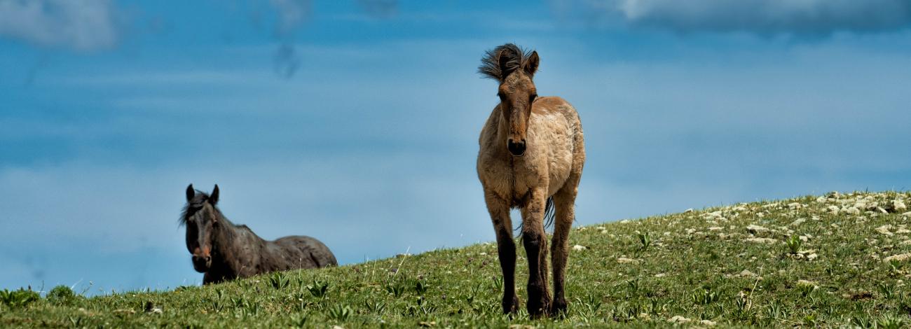 Two wild horses on a grassy hill in the Pryor Range in Montana. Photo Courtesy of Tim West Photography