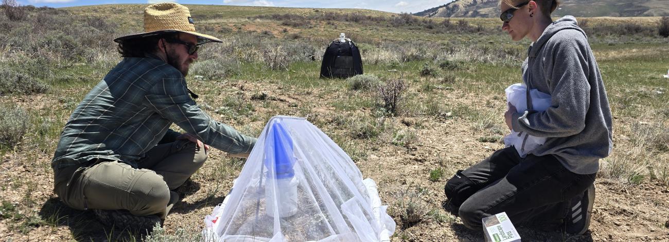 Researchers sit on the ground adjusting a trap site net for a bee on a wide open landscape