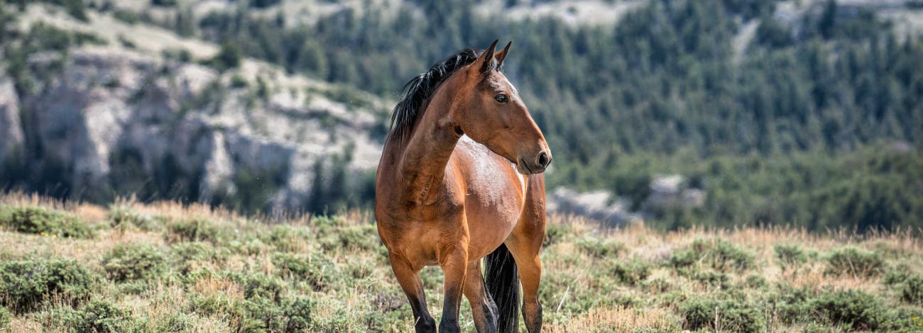 A photo of a brown wild horse standing on a grassy field with mountain terrain in the background.