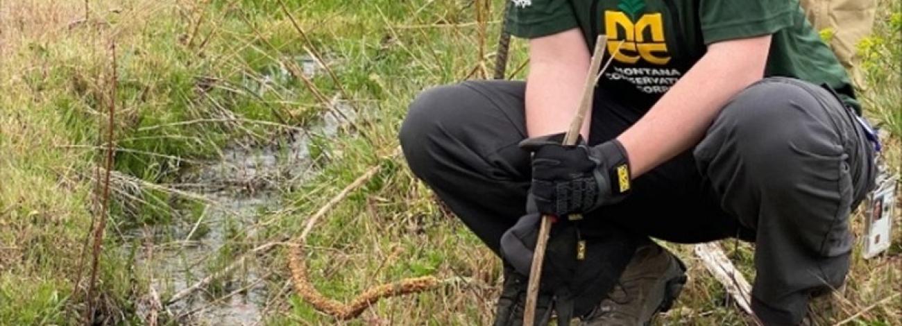 A person wearing a green shirt plants a willow stern near a small creek