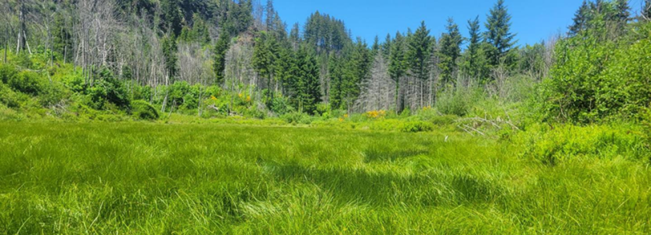 Wide grassy wetland clearing surrounded by dense green shrubs and tall evergreen trees under a bright blue sky.
