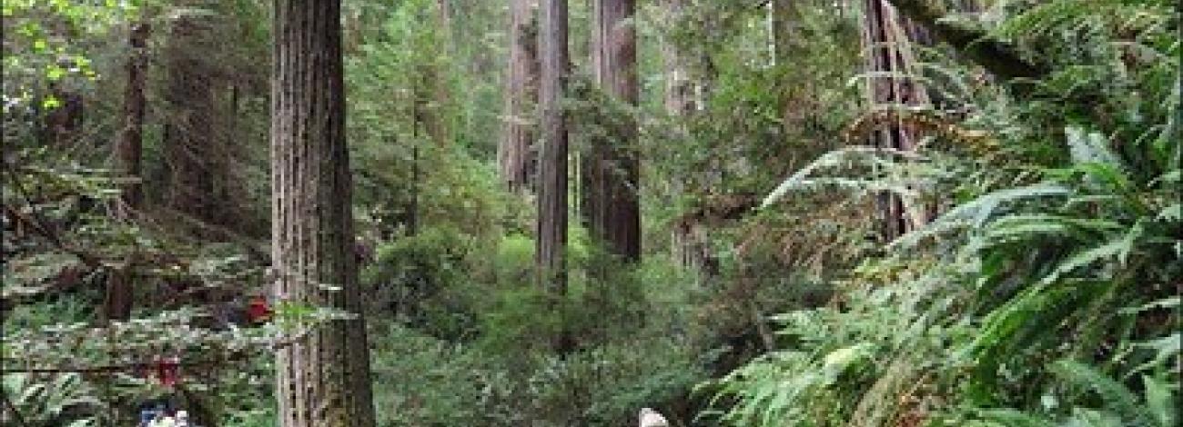 A man walks through a dense redwood forest.