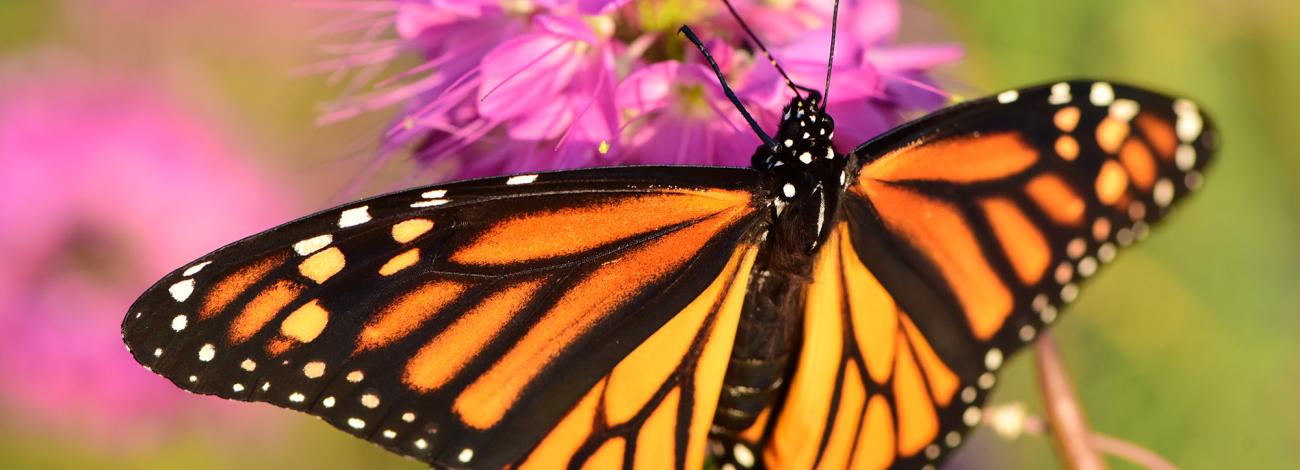 Monarch butterfly on a purple Rocky Mountain bee plant.