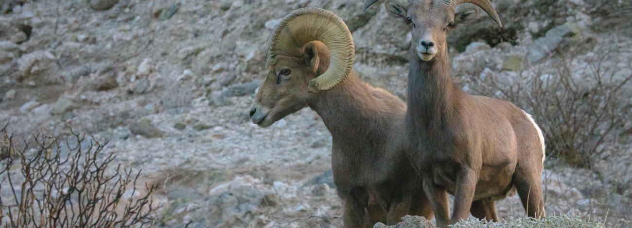 Two Peninsular bighorn sheep