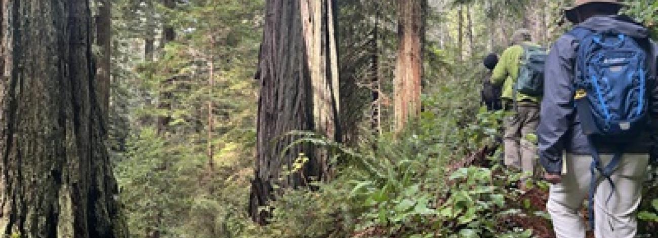 Hikers follow a trail through tall redwoods