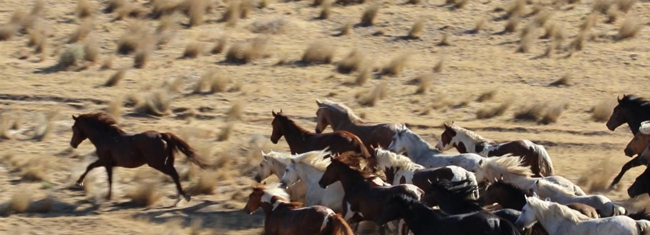 Gathering Saylor Creek wild horses 