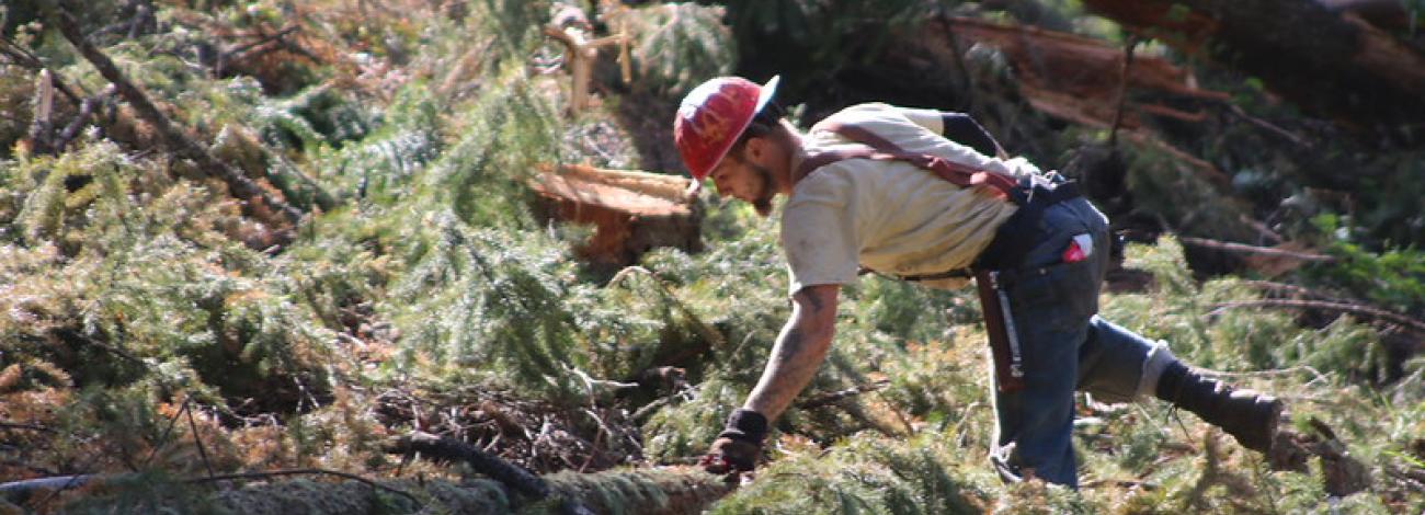 A forester wearing a red hard hat bends down to touch a fallen evergreen tree in the midst of broken branches.