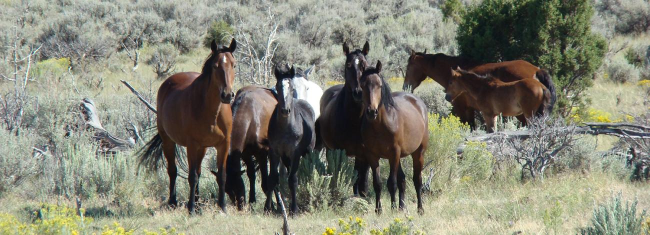 Wild horses in the Piceance-East Douglas HMA is in northwest Colorado, southwest of Meeker.