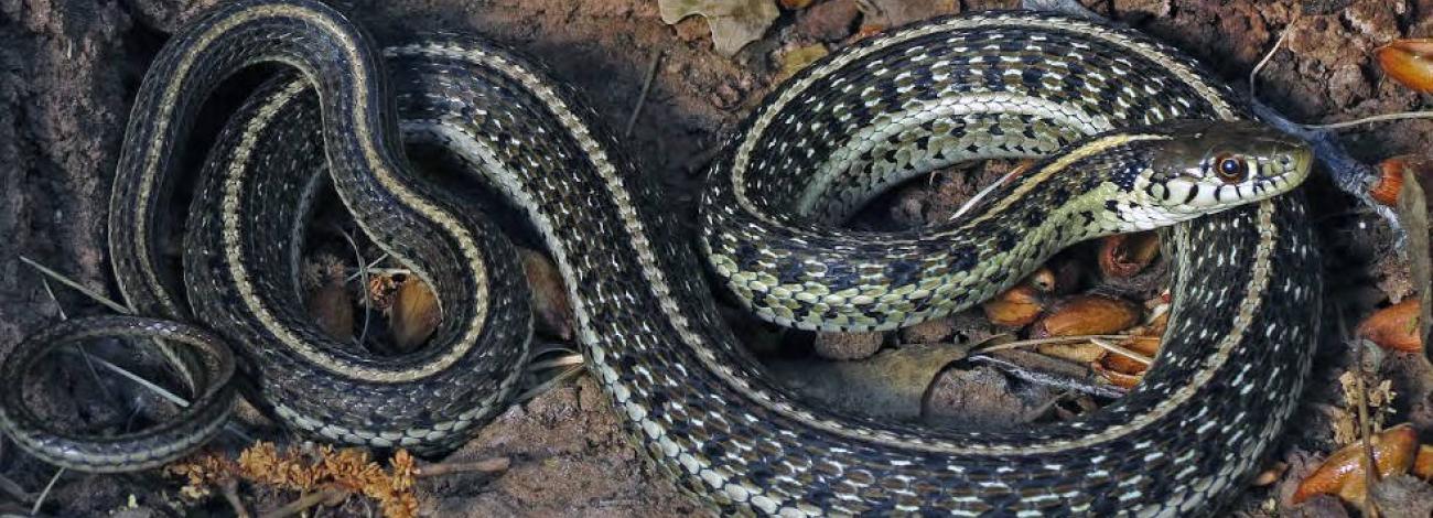 Northern Mexican garter snake