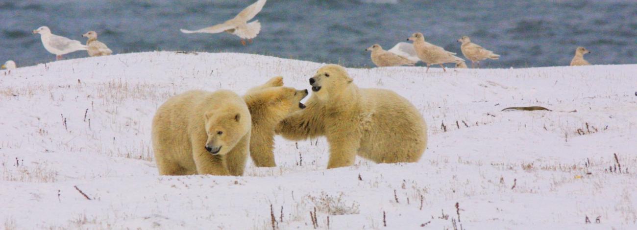 Three poar bear cubs on the snowy coast with gulls in the background on the North Slope of Alaska.