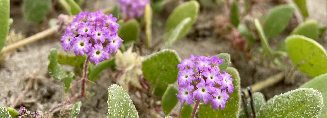 Hillside covered in pink sand verbena in Oregon.