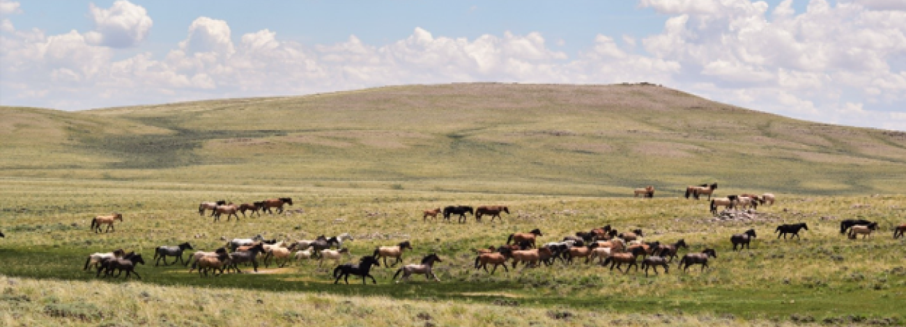 BLM-WY-RedDesertHMA
