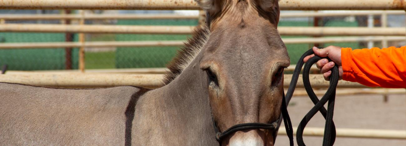 A light brown burro wearing a black halter stands in a corral while a person holds its lead rope.
