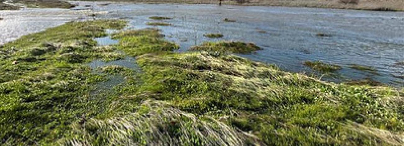 A wetland next to a river.