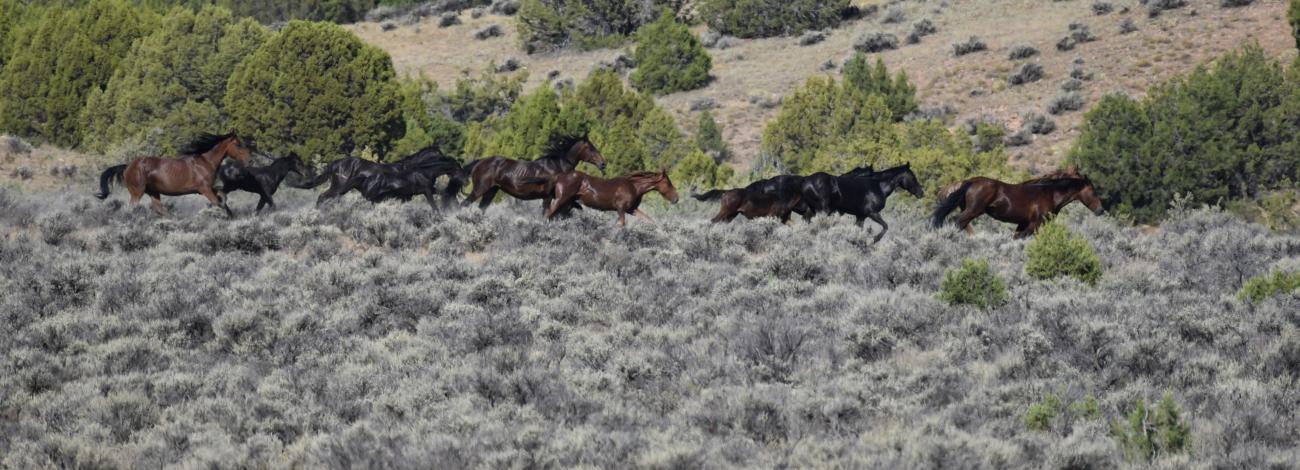A photo of several dark colored mustangs trotting in a line from left to right across a landscape of sagebrush in the foreground and trees in the background.
