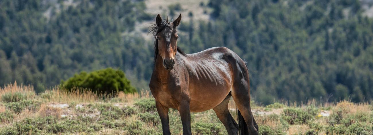 A photo of a thin brown horse standing in the middle of a sparse vegetation