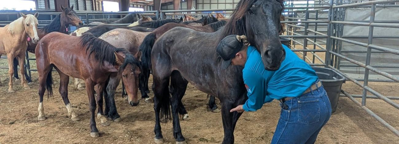 A person wearing a blue long‑sleeve shirt and jeans examining or brushing a dark‑colored horse inside a livestock barn. Several other horses stand nearby in adjoining pens on a dirt floor. The barn has metal walls, beams, and overhead lighting.
