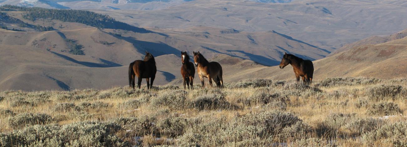 Wild horses within the Challis Herd Management Area