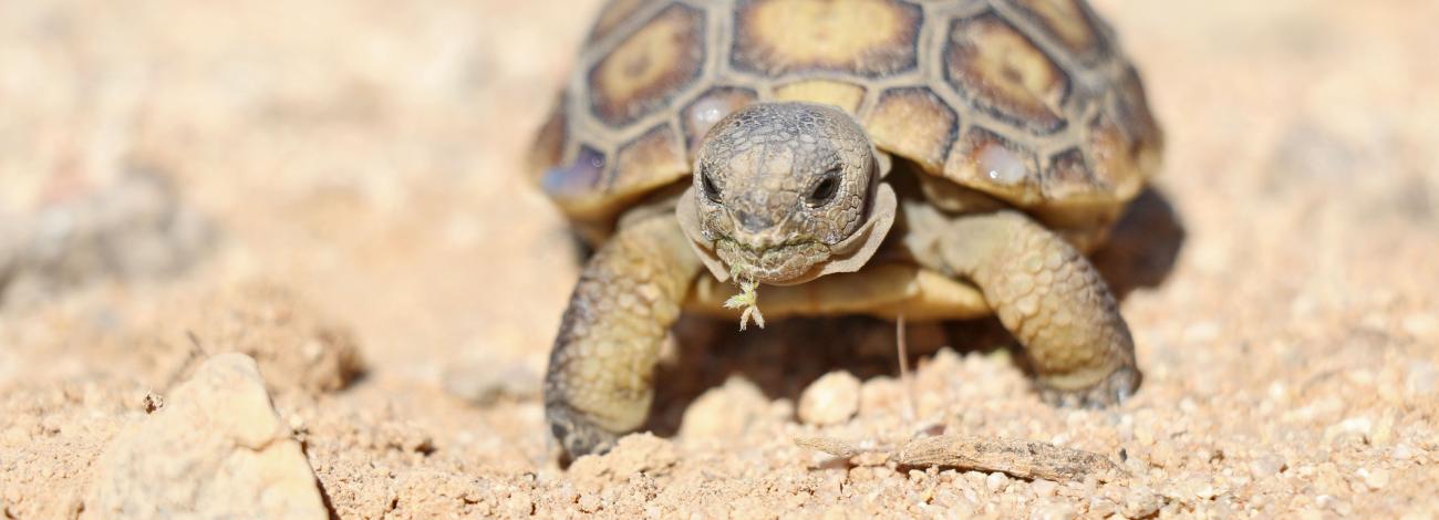 Mojave Desert Tortoise walking on the hot sand with a leaf in its mouth.