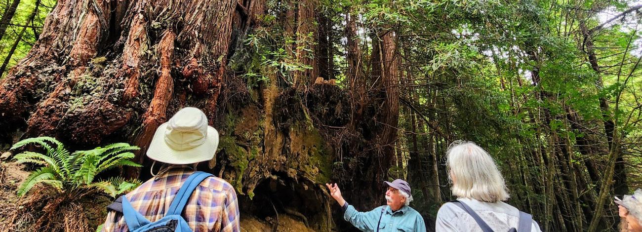 Three people standing on trail in thick forest talking and gazing at large trees