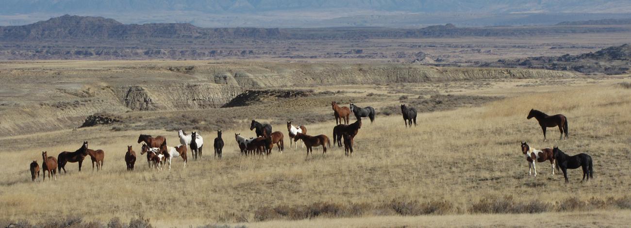 Wild horses roam the Fifteenmile herd management area northwest of Worland, Wyoming.