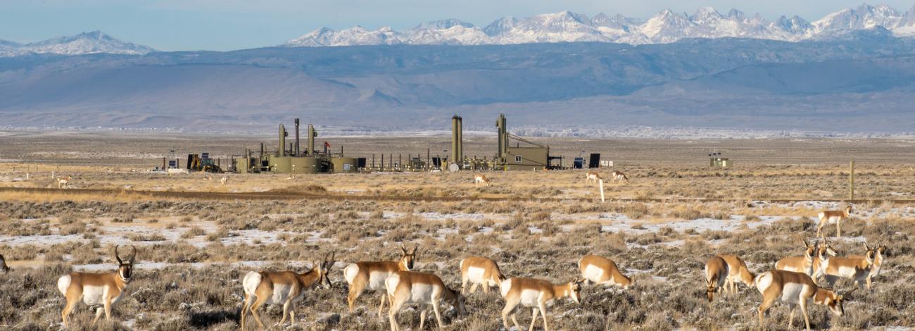 Pronghorn grazing near old field equipment with snowy mountains in the background in Wyoming..