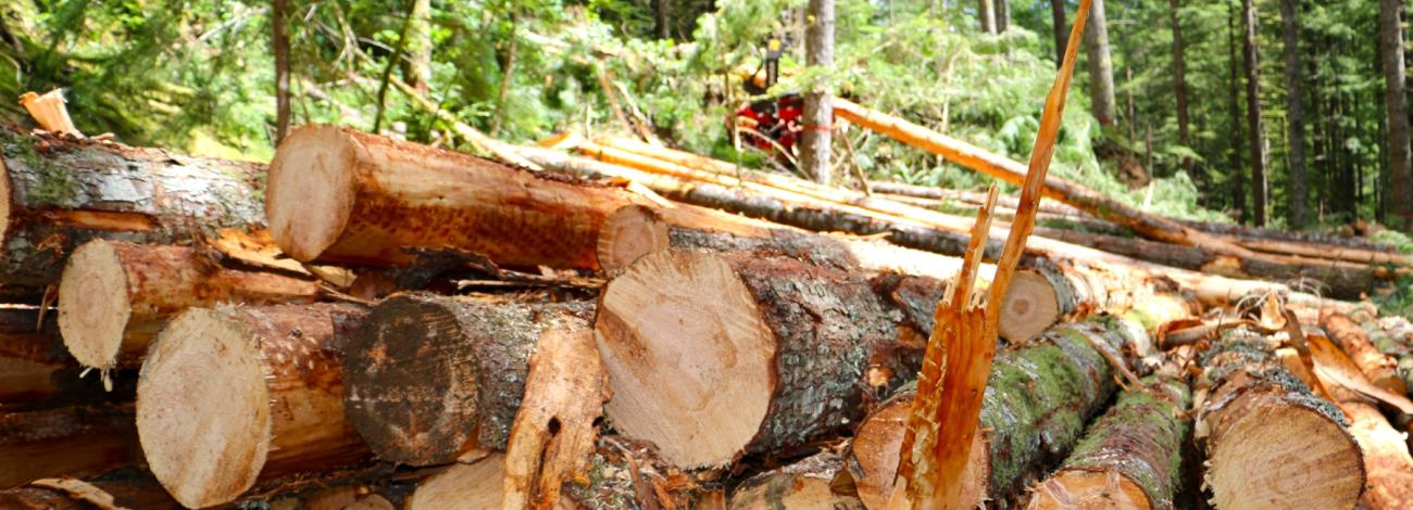 Freshly cut logs stacked in a forest, with tree trunks and logging equipment visible among the surrounding evergreen trees.