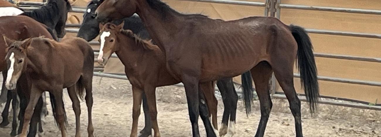 A brown mare and foal in poor condition in a pen. 