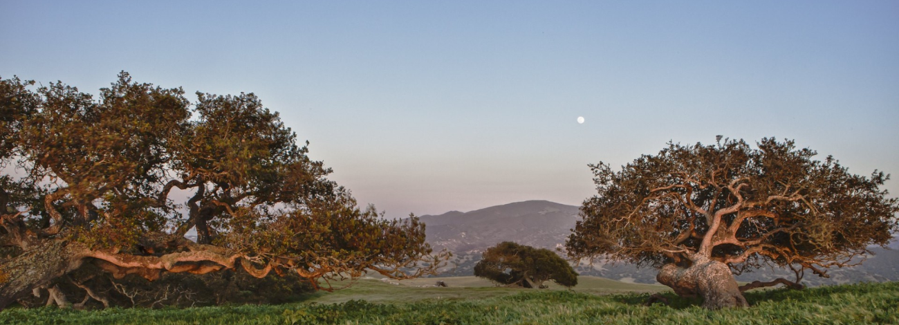Pacific cypress trees atop a grassy hilltop at sun set.