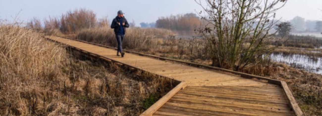 A man walks down a wood boardwalk in the middle of a wetland.