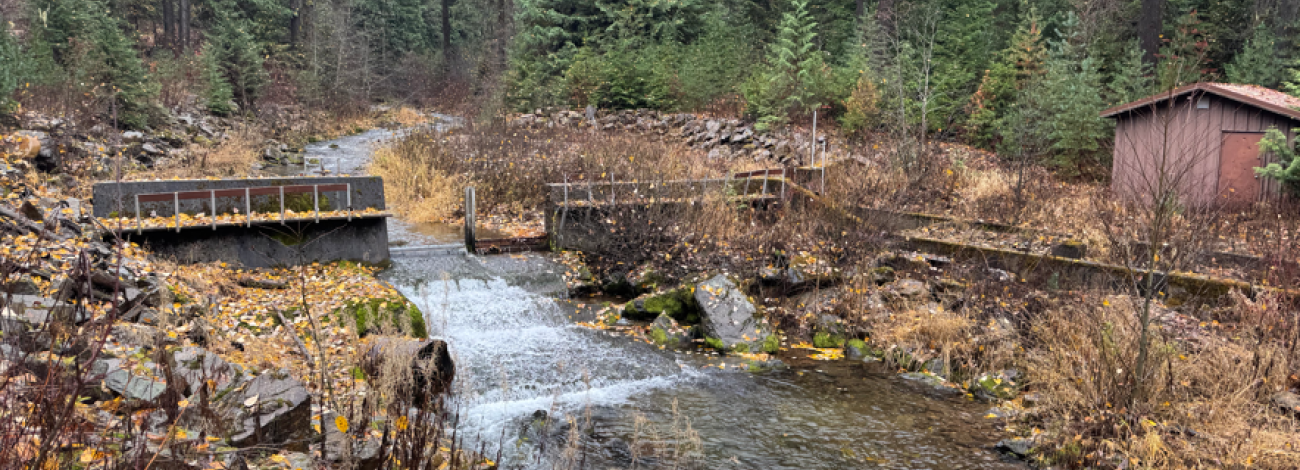 Image of small dam and creek in forested area