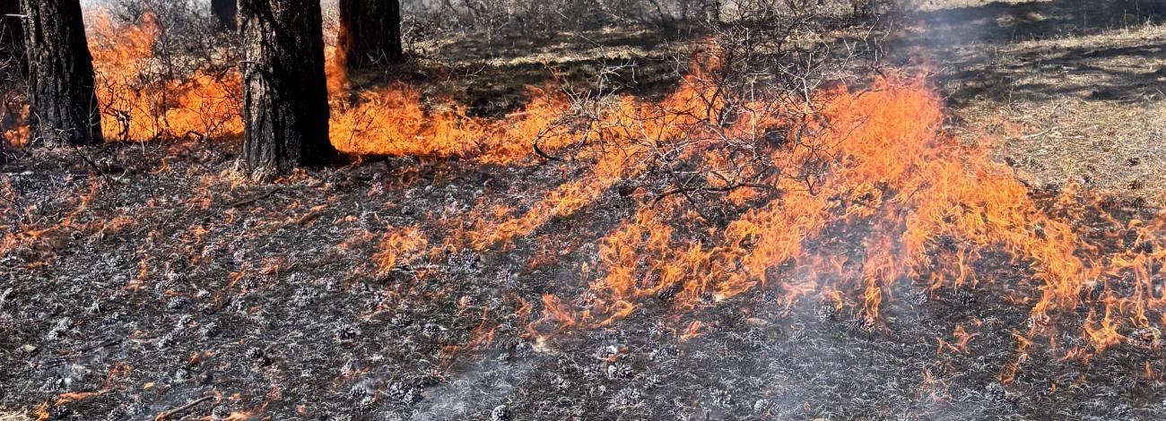 Image of fire burning in a clean line along the ground, under trees.