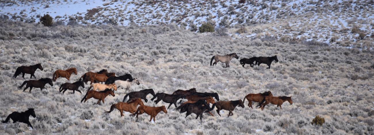 A group of horses running through a snow-dusted shrubby desert landscape