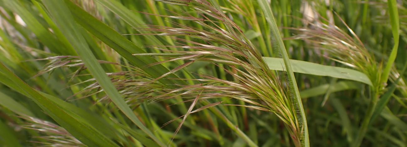 cheatgrass seed head