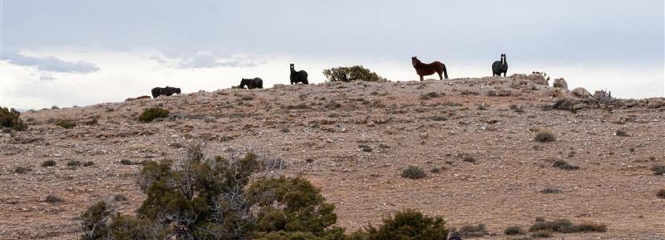 Billings Field Office employees make their way across the rugged, rocky terrain of the Pryor Mountains Wild Horse Range as they prepare to administer fertility control vaccines to mares via darting, where challenging ground and wide, open landscapes can make locating and approaching the animals difficult. (BLM photo by Ann Boucher)