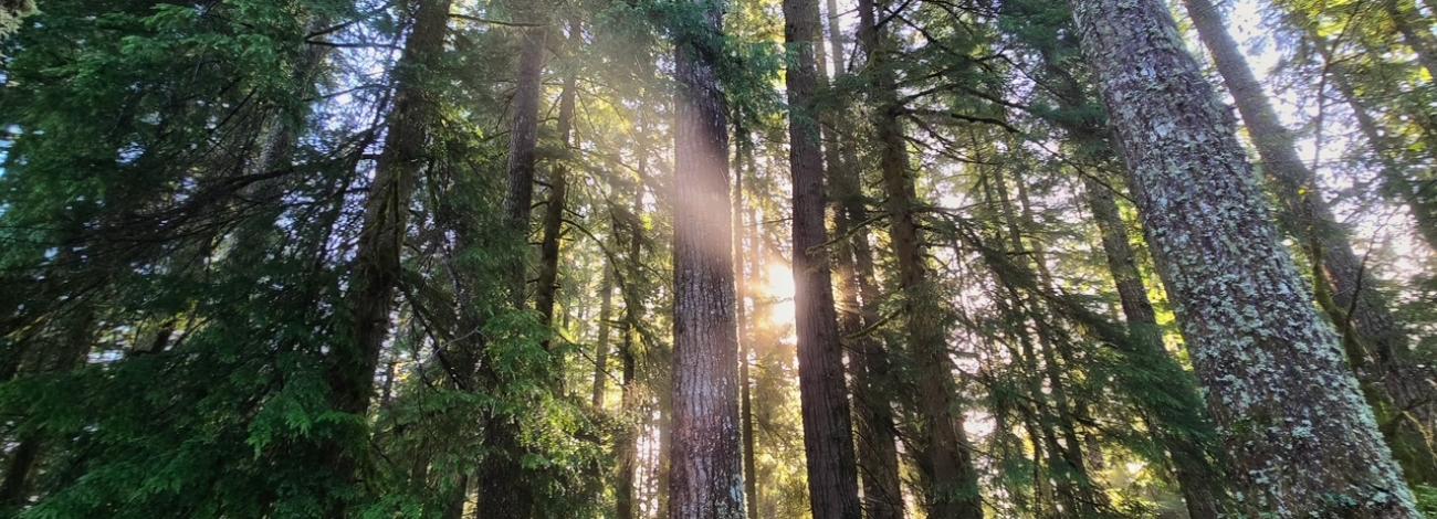 Beam of sunlit shines through a dense forest of tall trees covered by ferns on the forest floor.