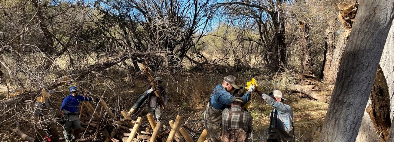 A crew of 6 construct a beaver dam analogue across a creek.