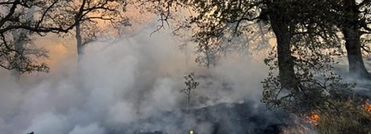 A low controlled burn between large oak trees.