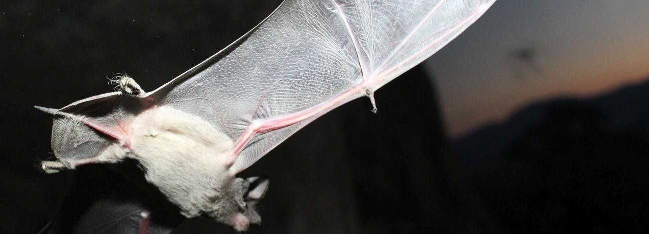A close-up photograph of a bat in flight at dusk, illuminated by a camera flash against a dark background. The bat’s pale fur and translucent wings are clearly visible, with delicate veins and pinkish wing bones highlighted by the light. The bat is captured mid-flight with its wings fully extended, while blurred cliffs and distant mountains form a faint backdrop beneath the evening sky.